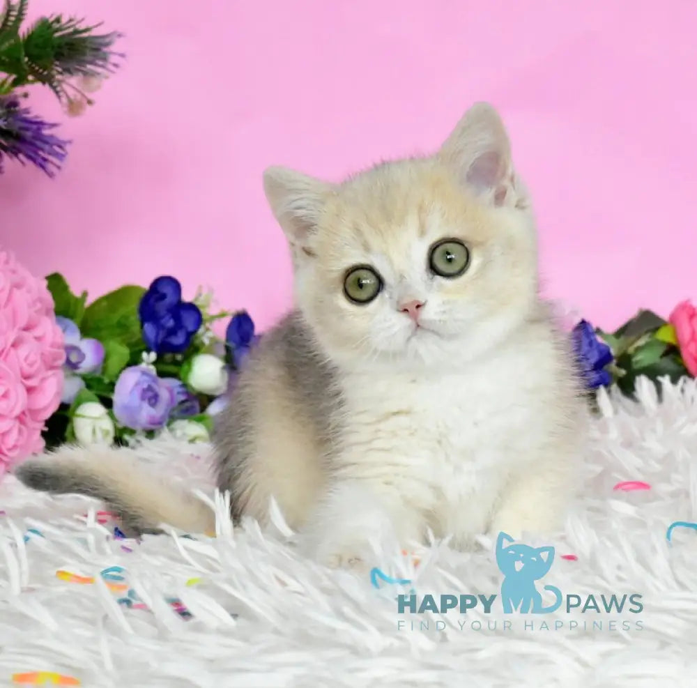Rose British Shorthair female blue golden chinchilla live animals