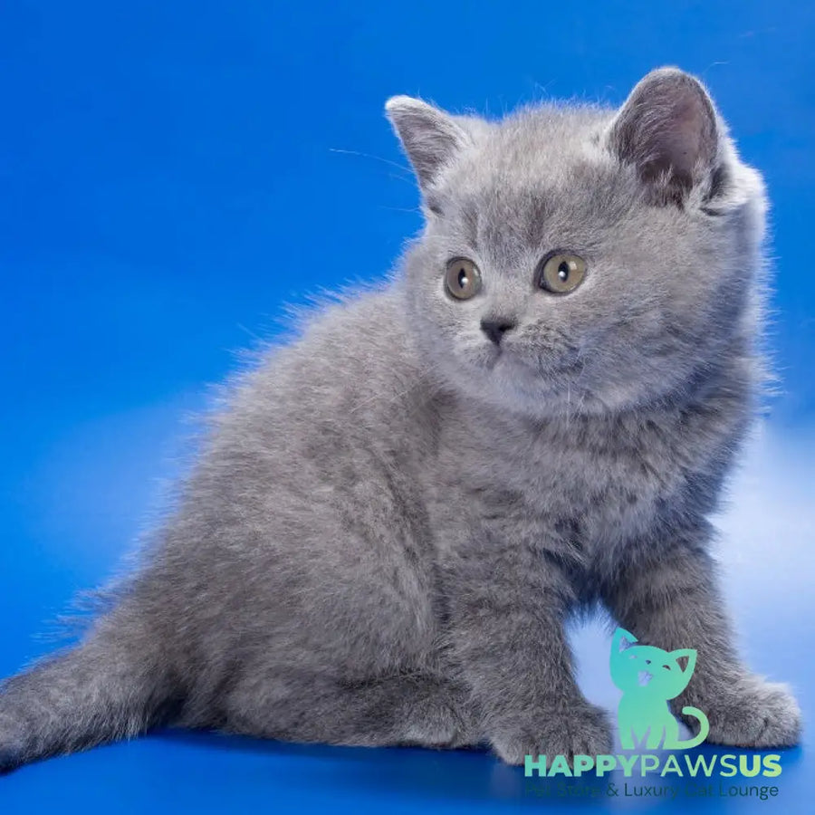 Rose British Shorthair female blue - live animals