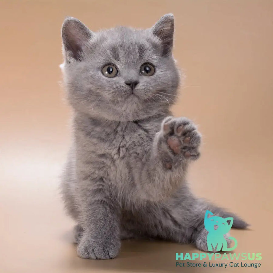 Rose British Shorthair female blue - live animals
