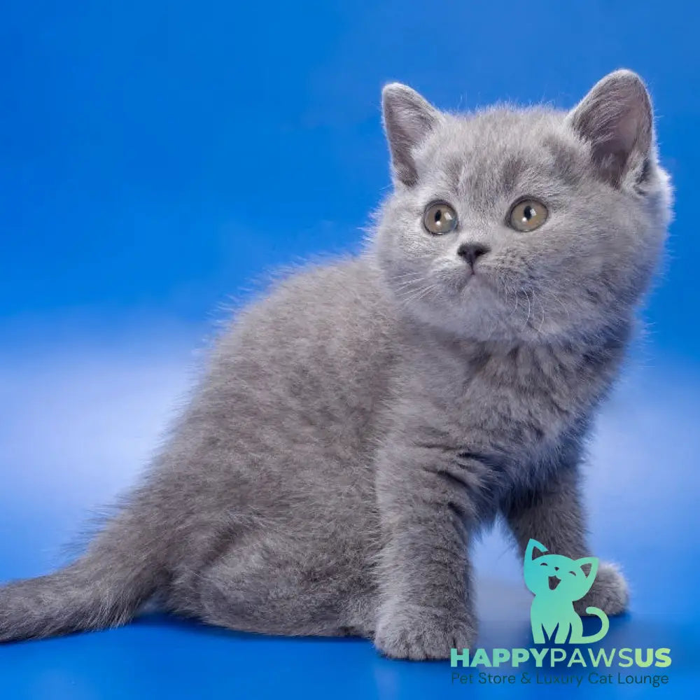 Rose British Shorthair female blue - live animals