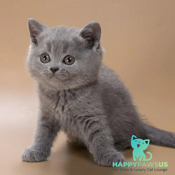 Rose British Shorthair female blue - live animals