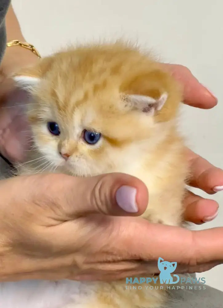 Rose British Shorthair female chocolate golden chinchilla live animals