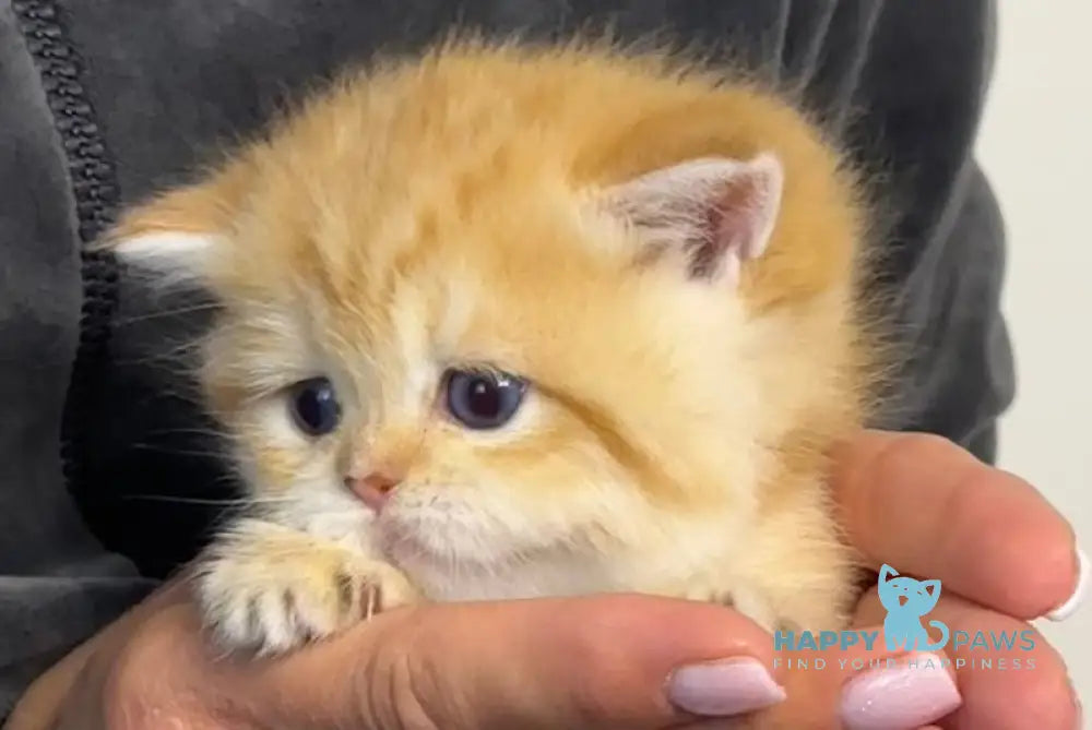 Rose British Shorthair female chocolate golden chinchilla live animals