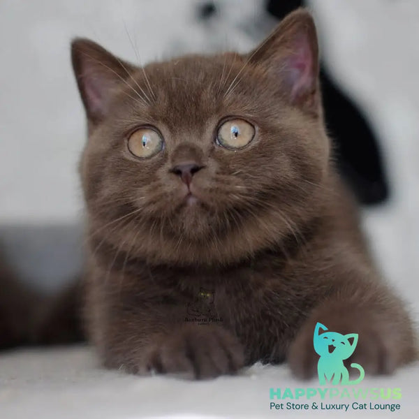Rose British Shorthair female chocolate - live animals