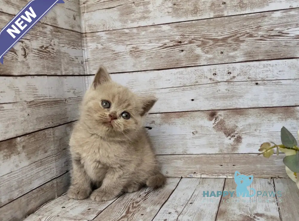 Rose British Shorthair female lilac live animals