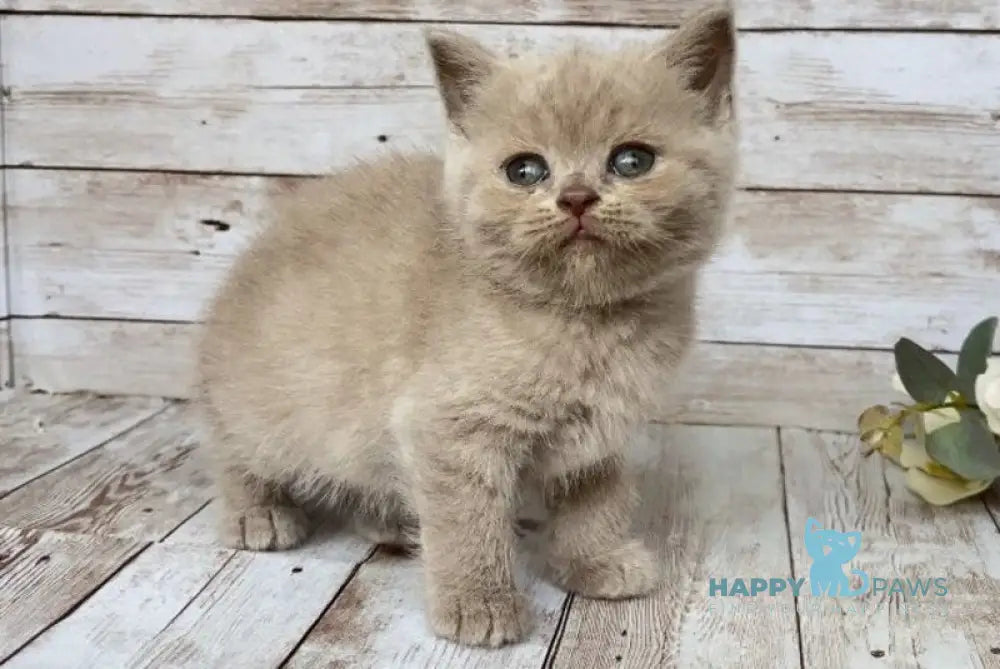 Rose British Shorthair female lilac live animals