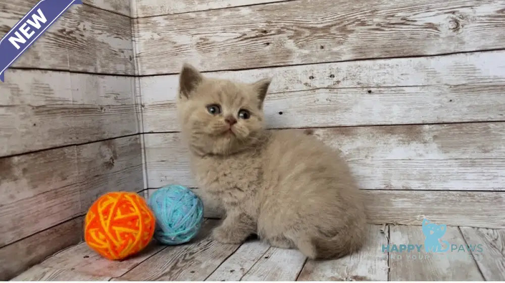 Rose British Shorthair female lilac live animals