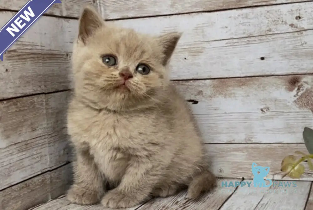 Rose British Shorthair female lilac live animals