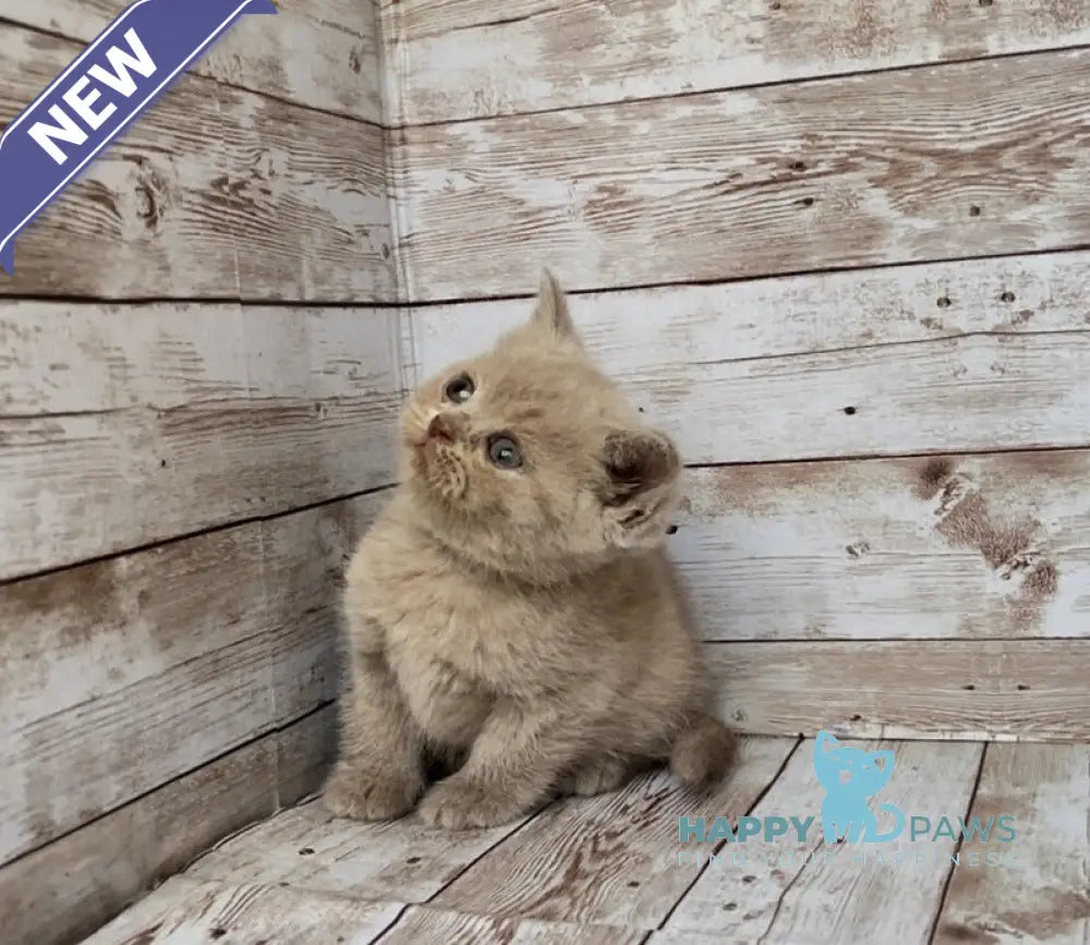 Rose British Shorthair female lilac live animals