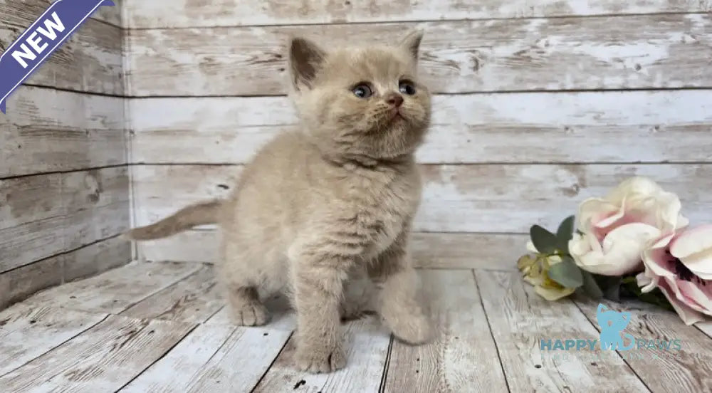 Rose British Shorthair female lilac live animals