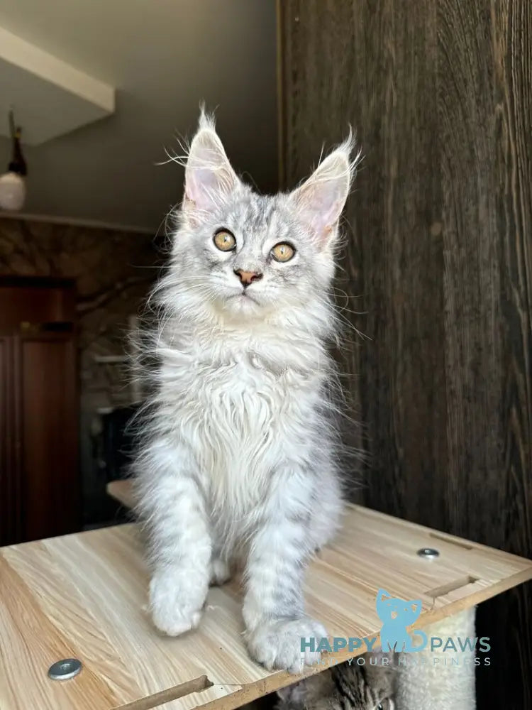 Reddi Maine Coon male red tabby live animals
