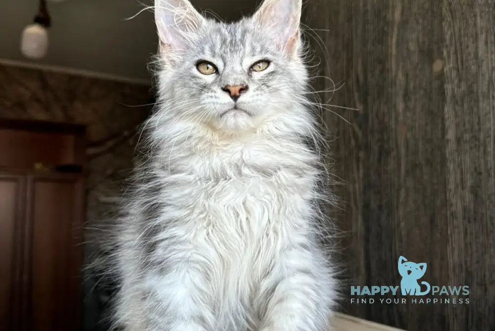 Reddi Maine Coon male red tabby live animals