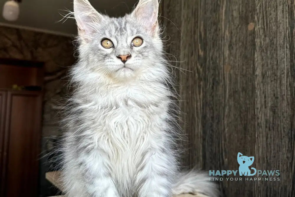 Reddi Maine Coon male red tabby live animals