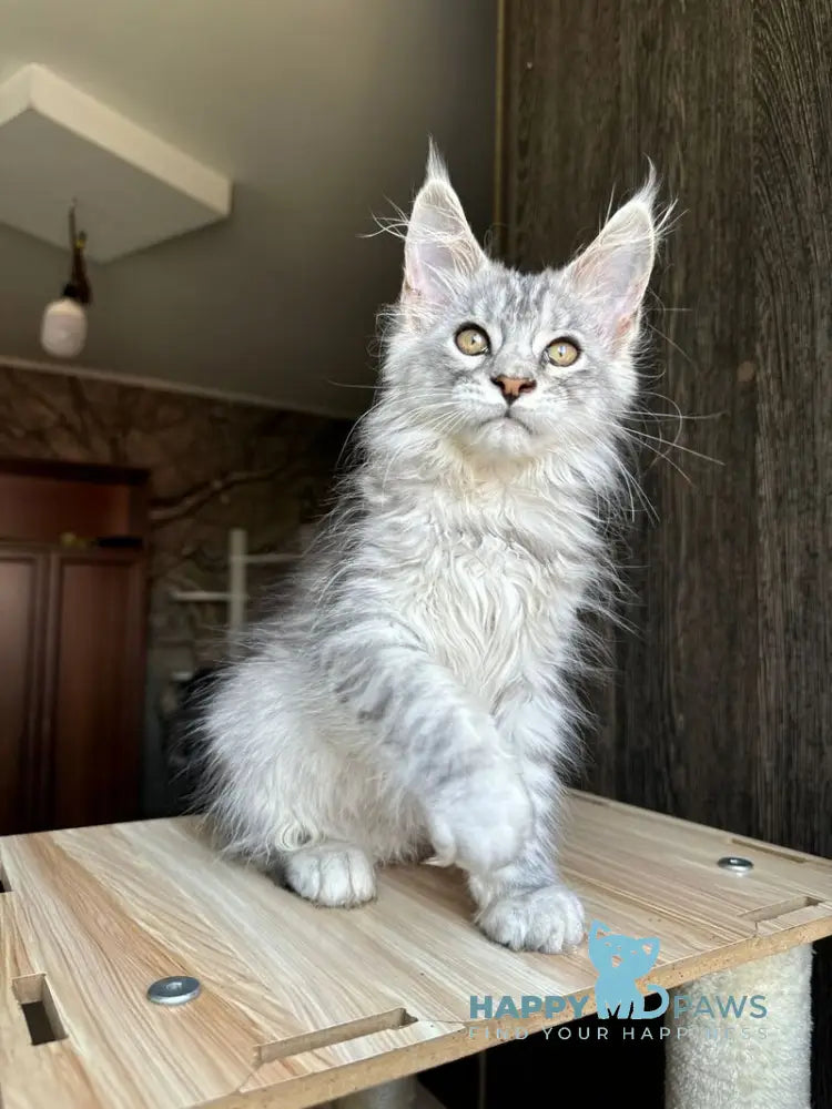 Reddi Maine Coon male red tabby live animals