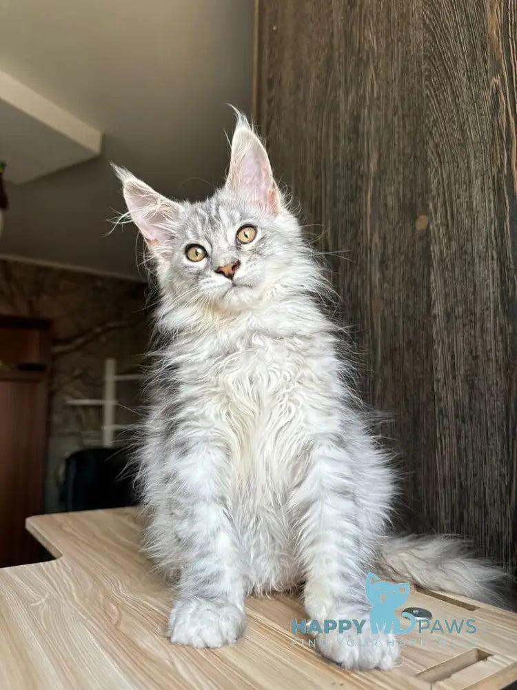 Reddi Maine Coon male red tabby live animals