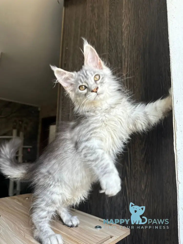 Reddi Maine Coon male red tabby live animals