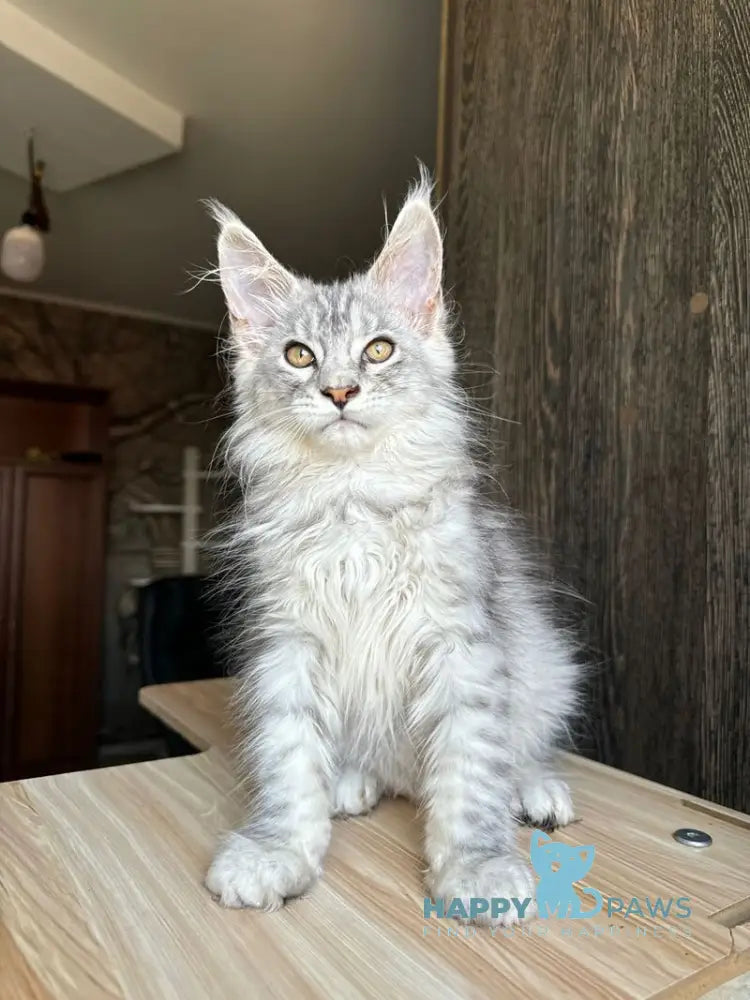 Reddi Maine Coon male red tabby live animals