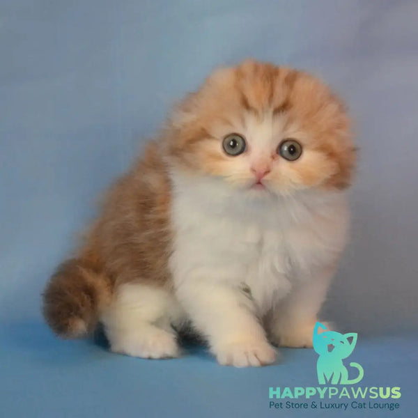 Rose Scottish Fold female black tortie silver tabby bicolour - live animals