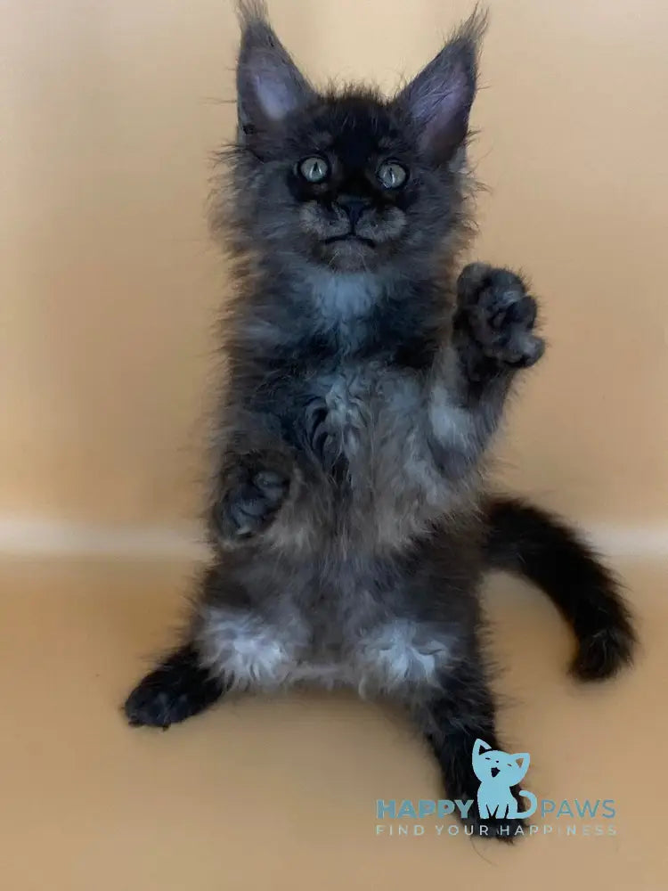 Roshe Maine Coon female black silver live animals