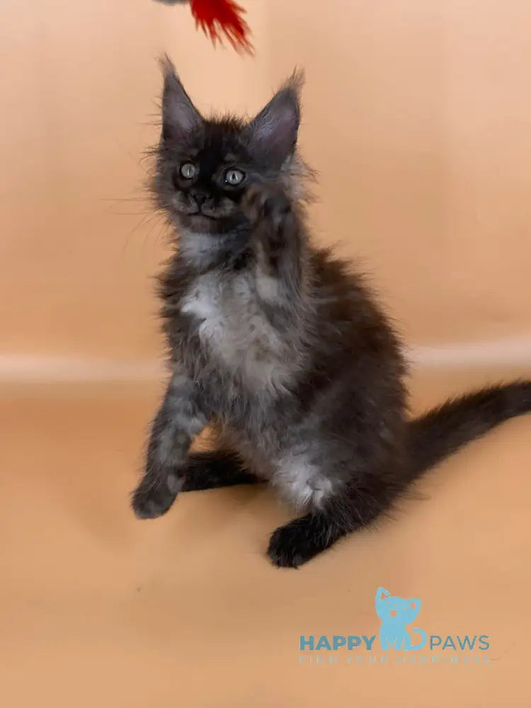 Roshe Maine Coon female black silver live animals