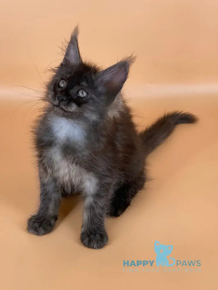Roshe Maine Coon female black silver live animals