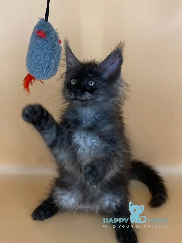 Roshe Maine Coon female black silver live animals