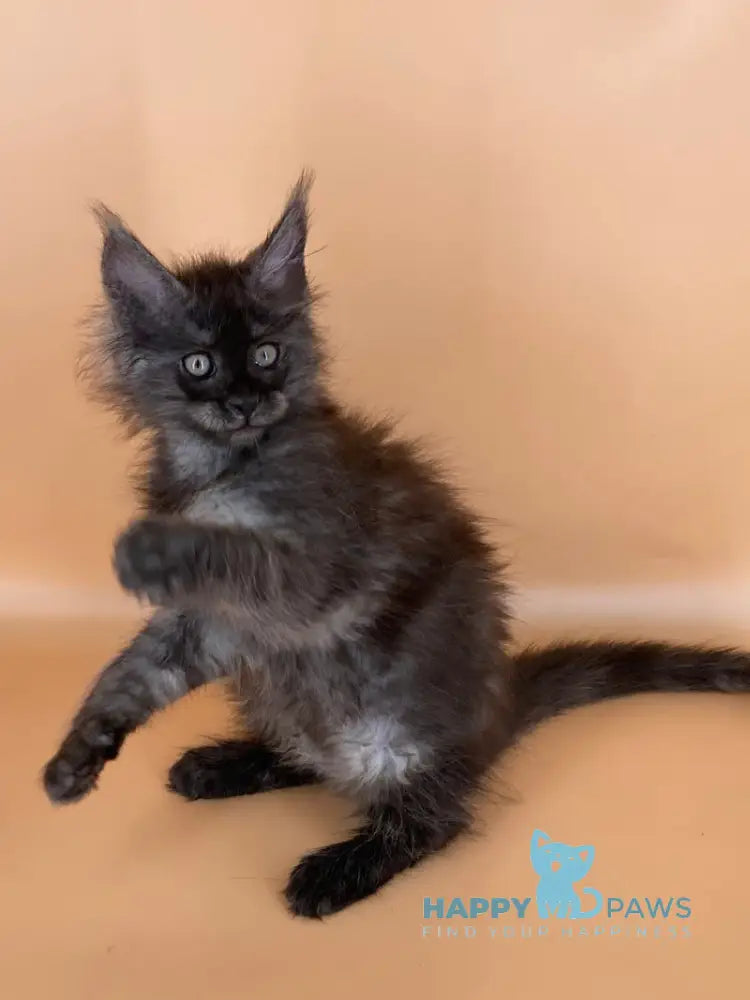 Roshe Maine Coon female black silver live animals