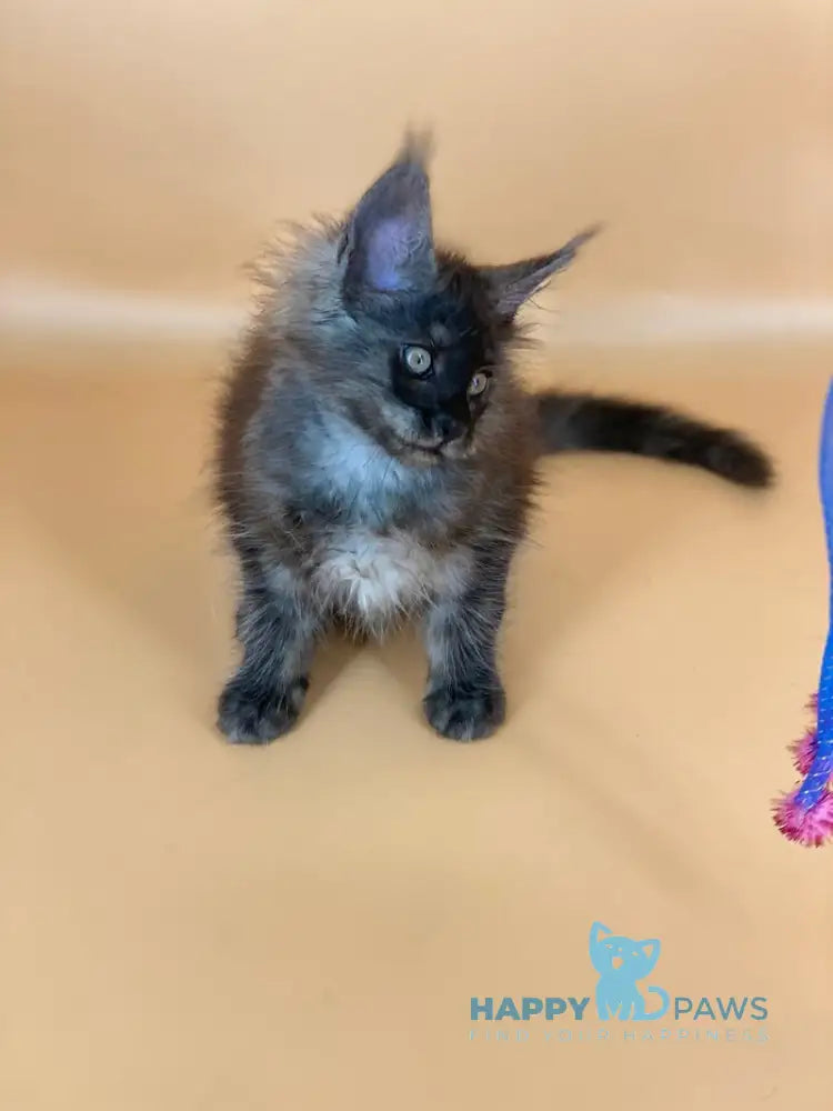Roshe Maine Coon female black silver live animals