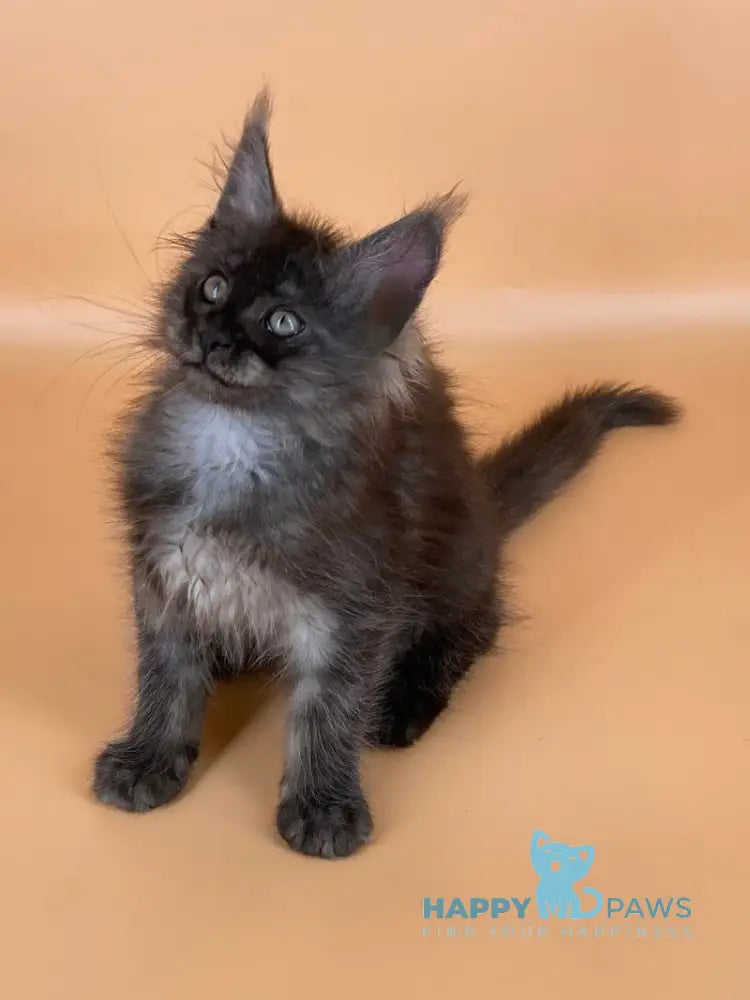 Roshe Maine Coon female black silver live animals