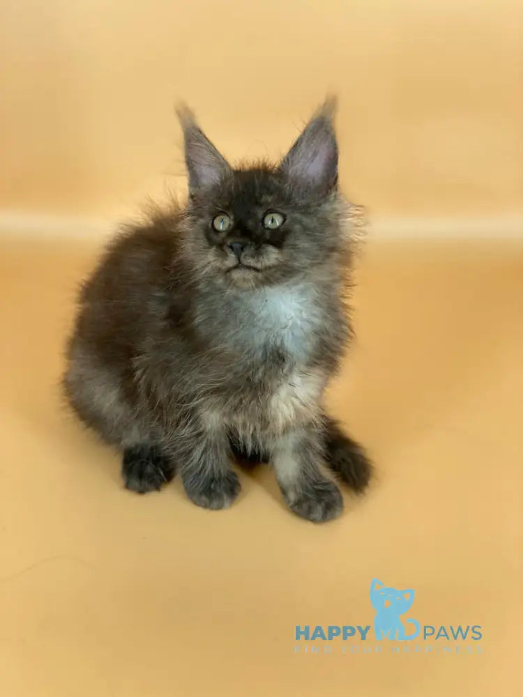 Roshe Maine Coon female black silver live animals