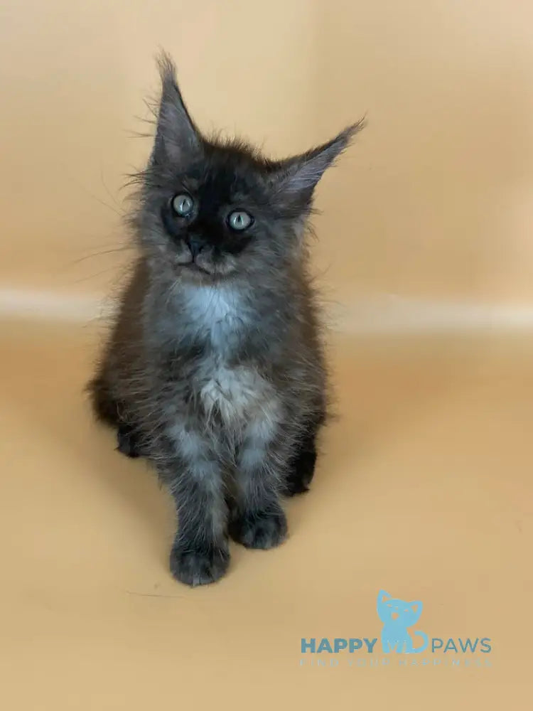 Roshe Maine Coon female black silver live animals