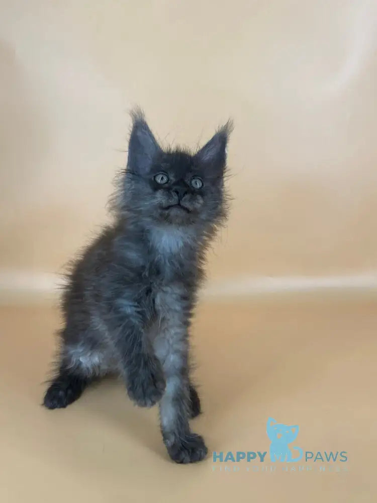Roshe Maine Coon female black silver live animals