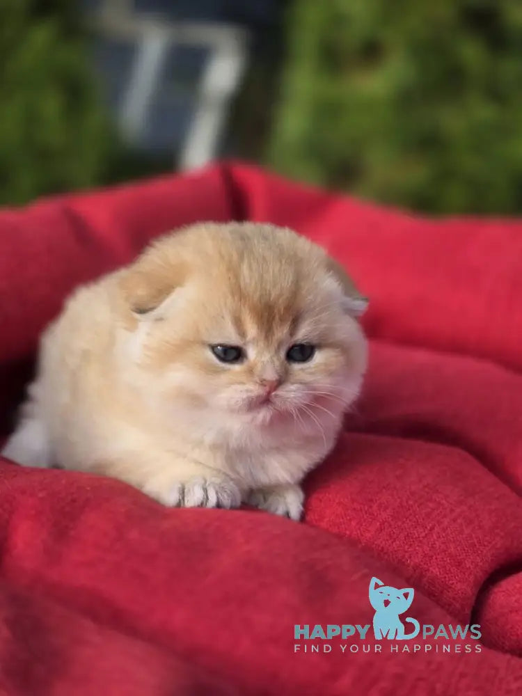 Rosi Scottish Fold female black golden shaded live animals
