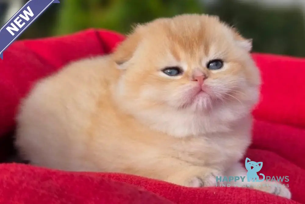 Rosi Scottish Fold female black golden shaded live animals