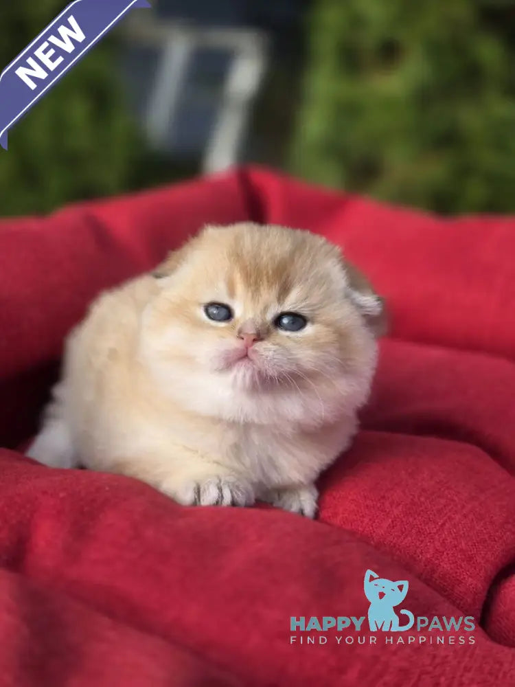 Rosi Scottish Fold female black golden shaded live animals