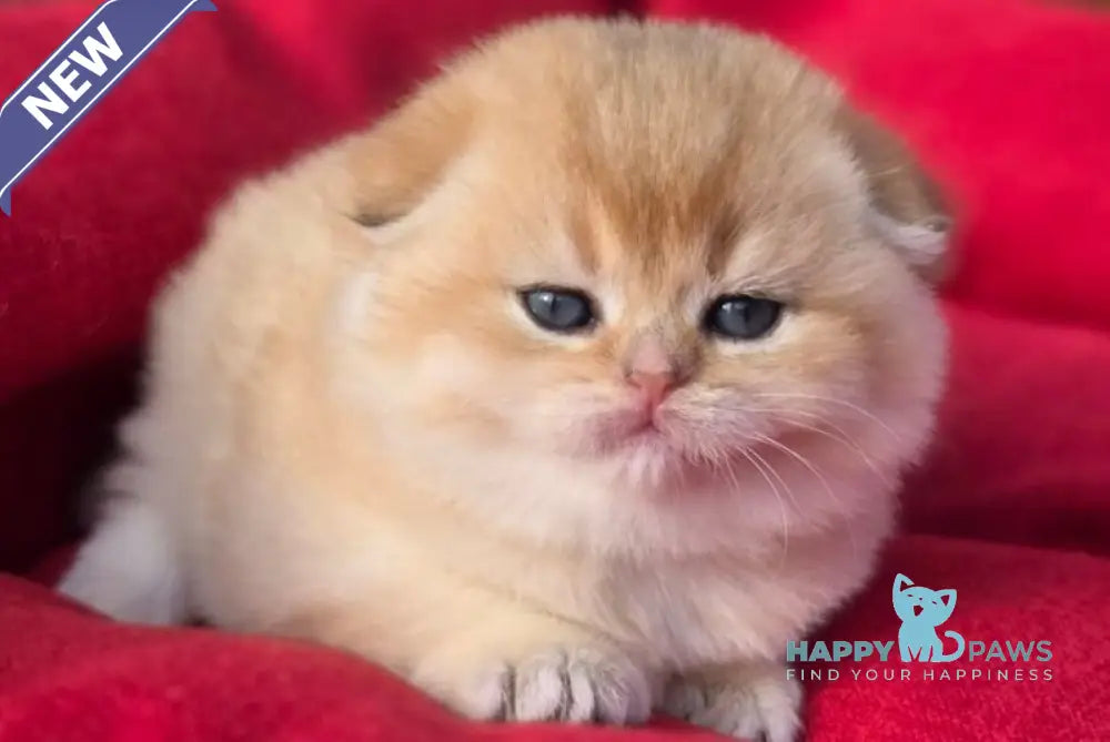 Rosi Scottish Fold female black golden shaded live animals