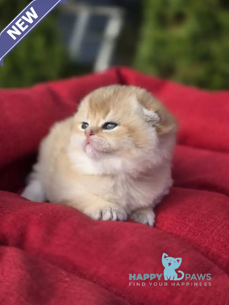 Rosi Scottish Fold female black golden shaded live animals