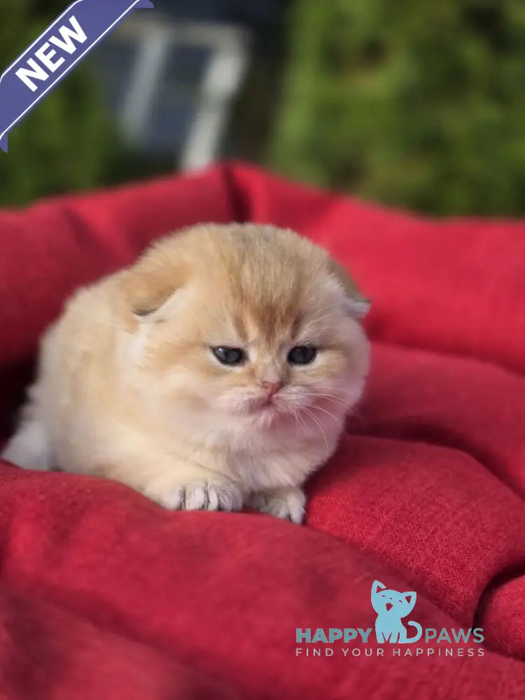 Rosi Scottish Fold female black golden shaded live animals