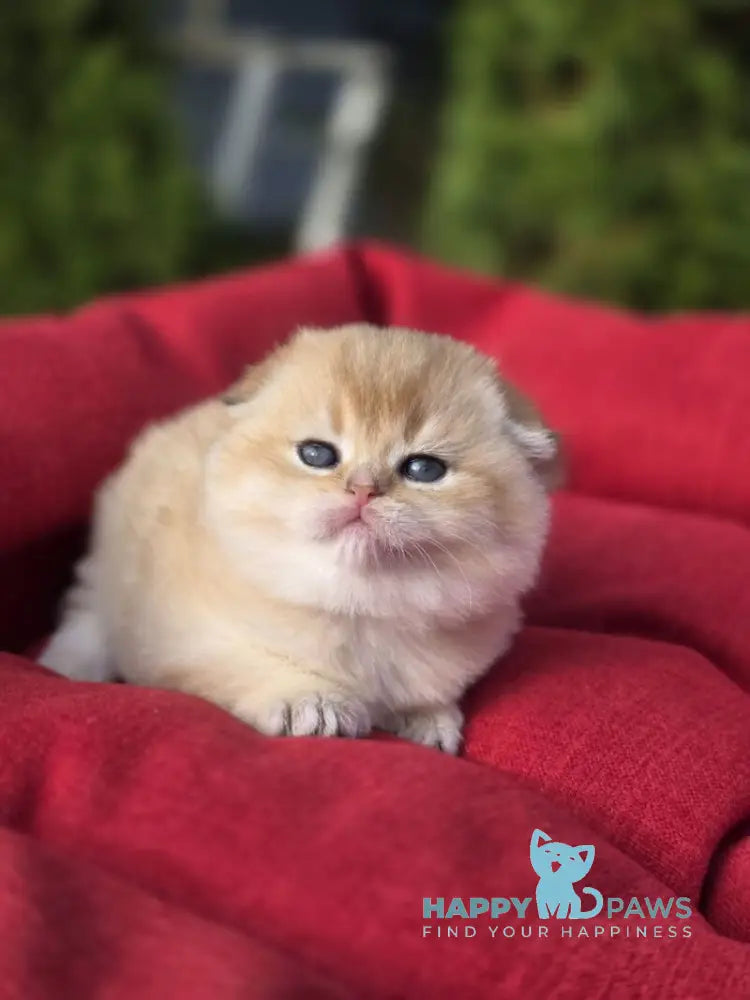 Rosi Scottish Fold female black golden shaded live animals