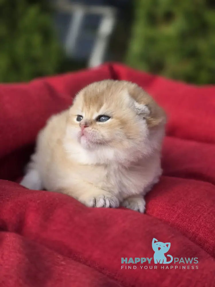 Rosi Scottish Fold female black golden shaded live animals