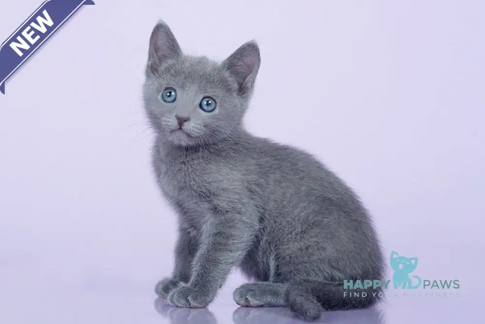 Rosik Russian Blue male blue live animals