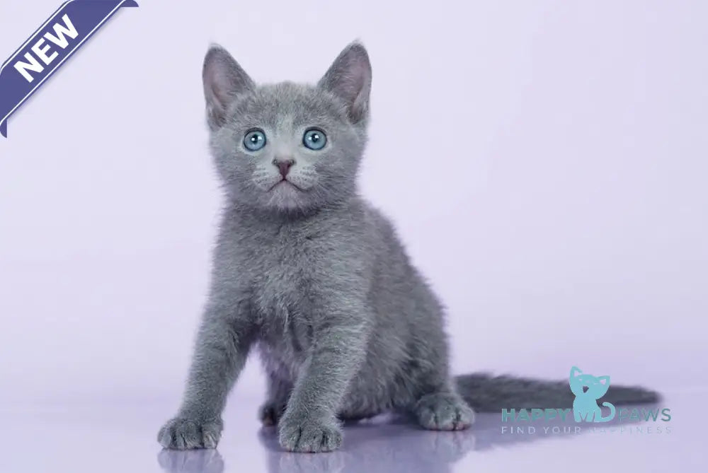 Rosik Russian Blue male blue live animals