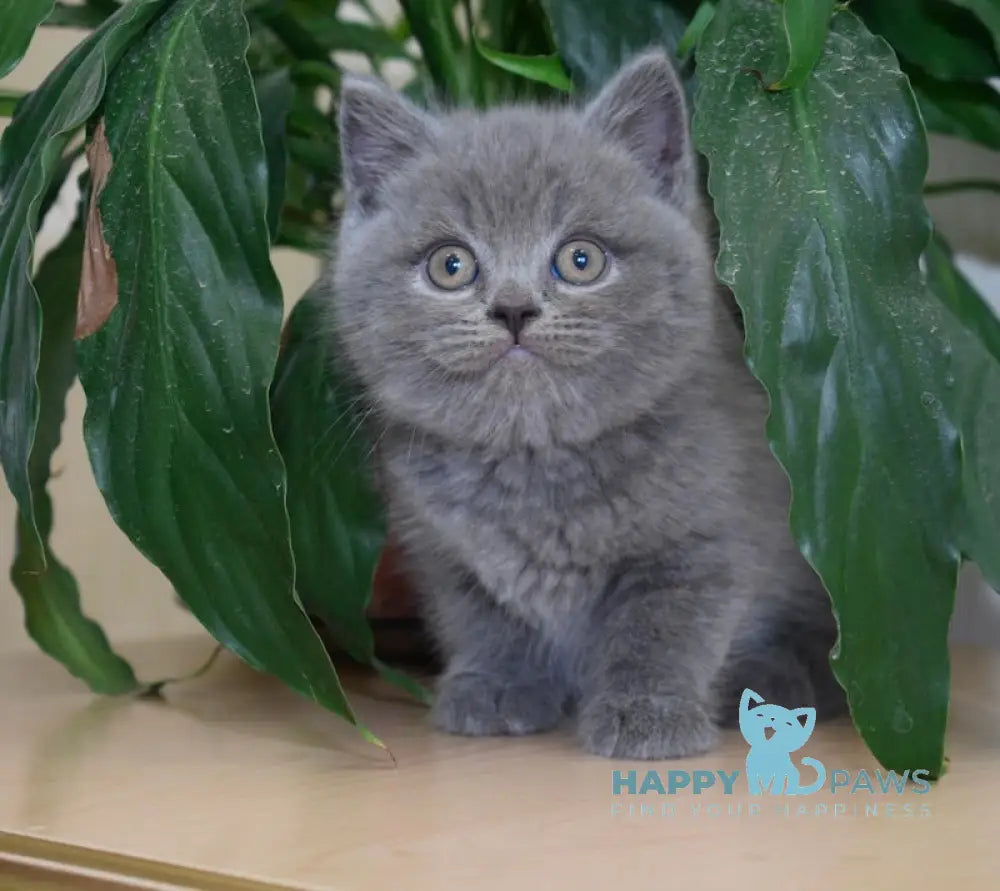 Ross Scottish Straight male blue live animals