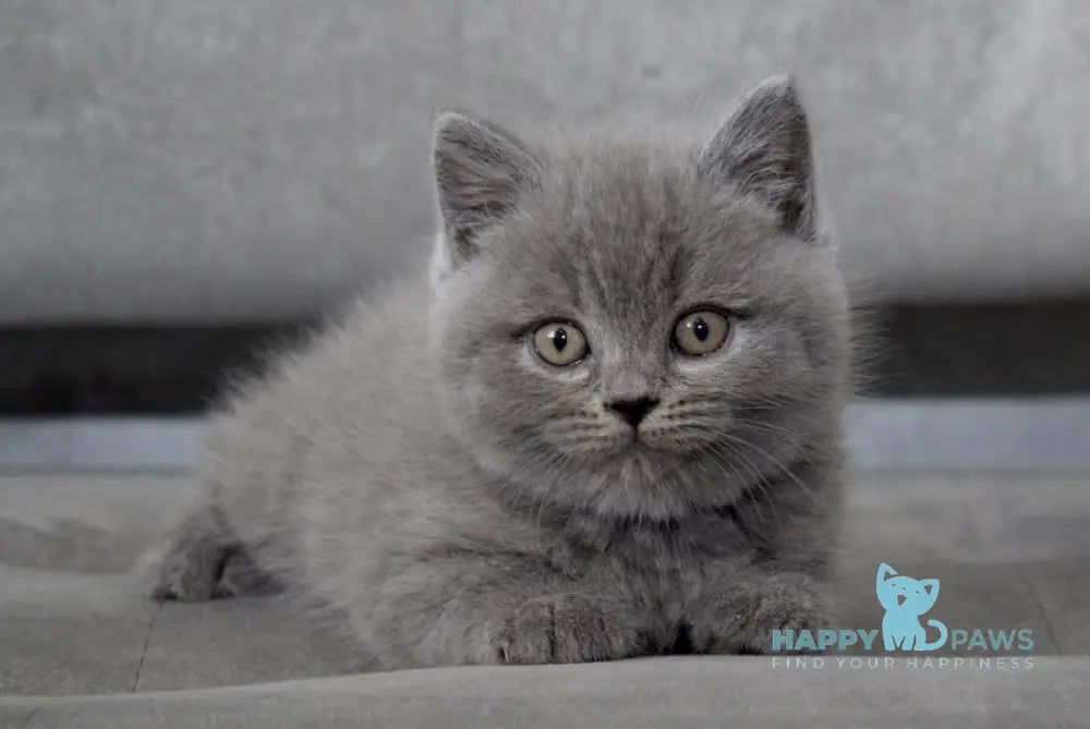 Ross Scottish Straight male blue live animals