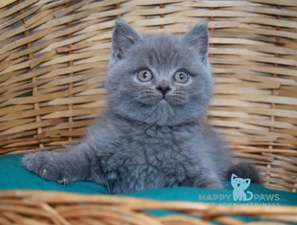Ross Scottish Straight male blue live animals
