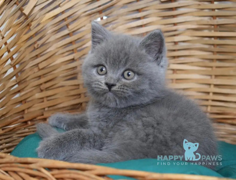 Ross Scottish Straight male blue live animals