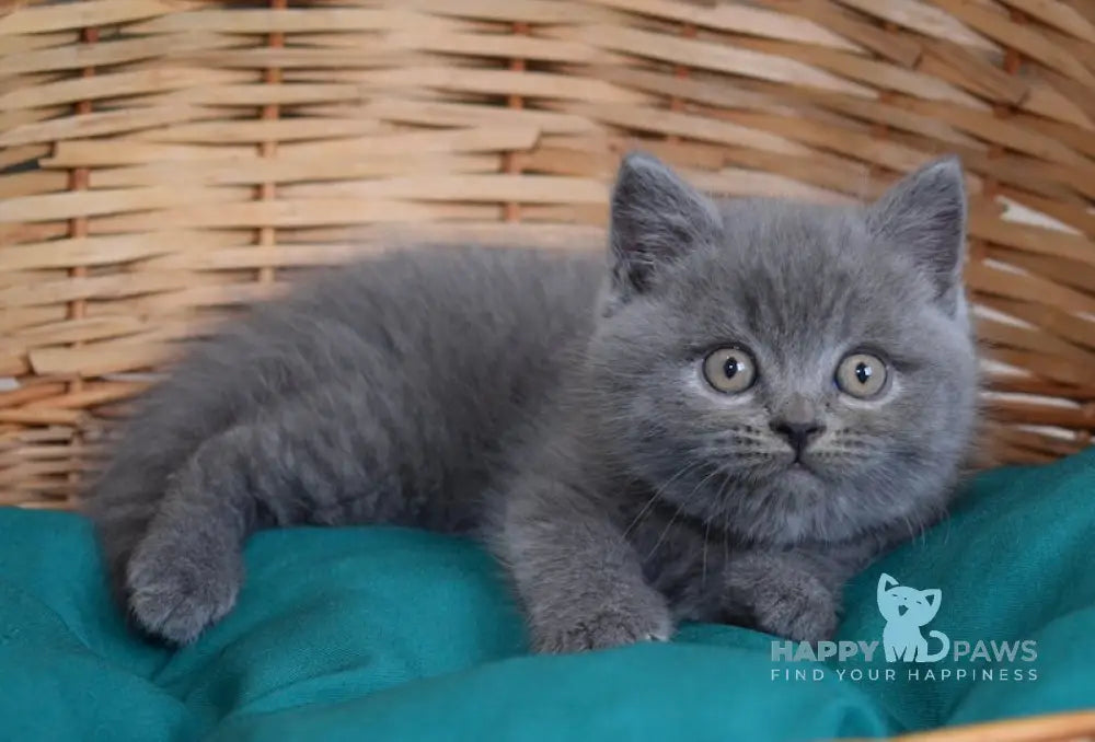 Ross Scottish Straight male blue live animals