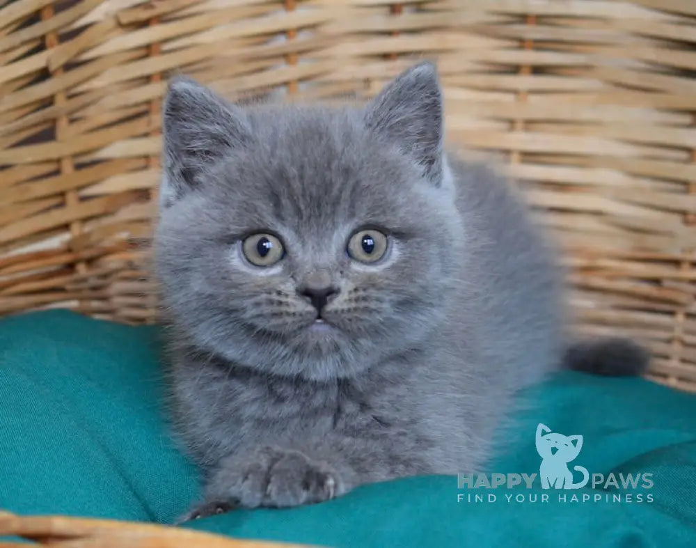 Ross Scottish Straight male blue live animals