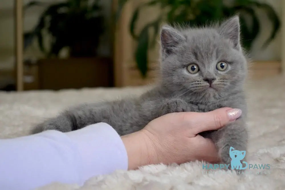 Ross Scottish Straight male blue live animals