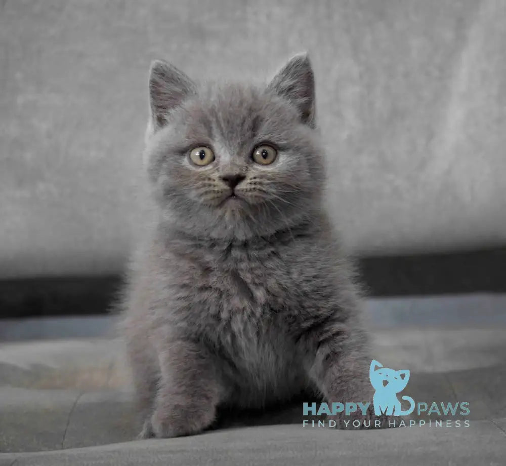 Ross Scottish Straight male blue live animals